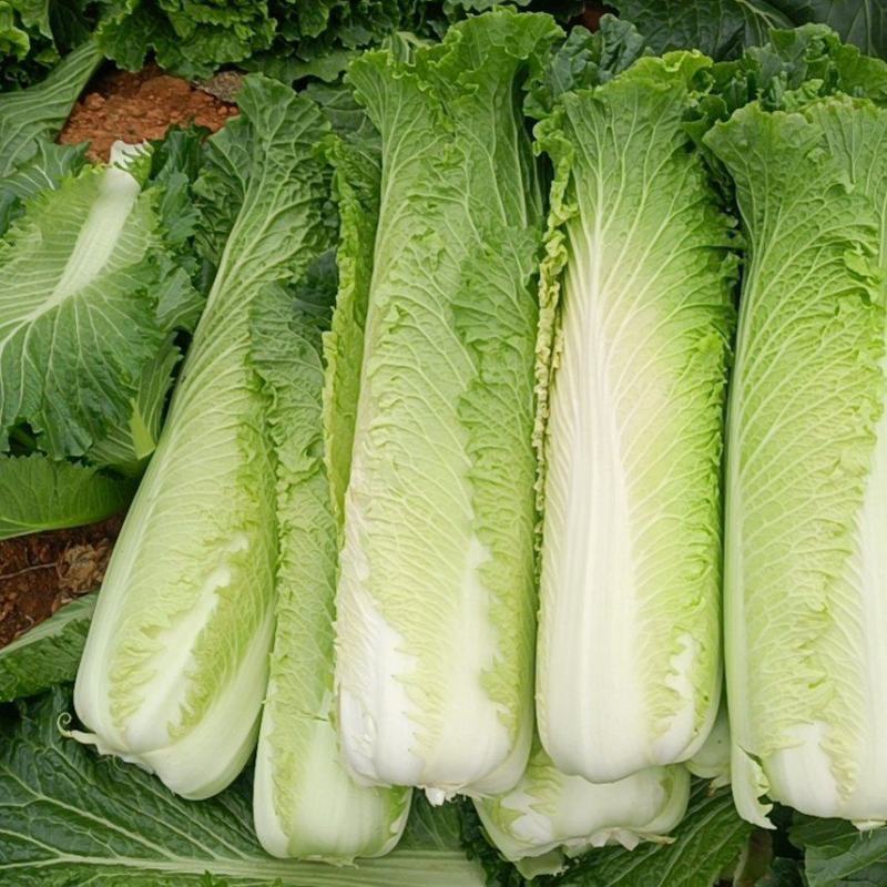 大量供应横县长白菜竹筒青竹青大白菜大绿白菜卷筒青野菜