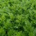 新鲜艾草食用（艾果、艾板、火锅等！）支持一件代发