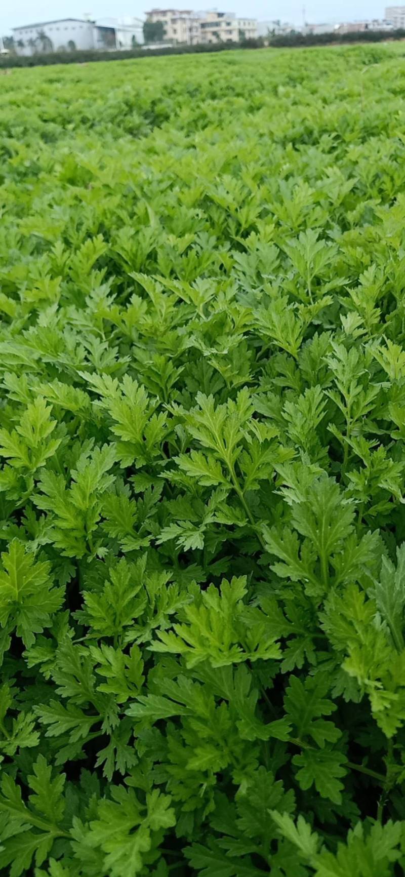 新鲜艾草食用（艾果、艾板、火锅等！）支持一件代发