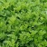 新鲜艾草食用（艾果、艾板、火锅等！）支持一件代发