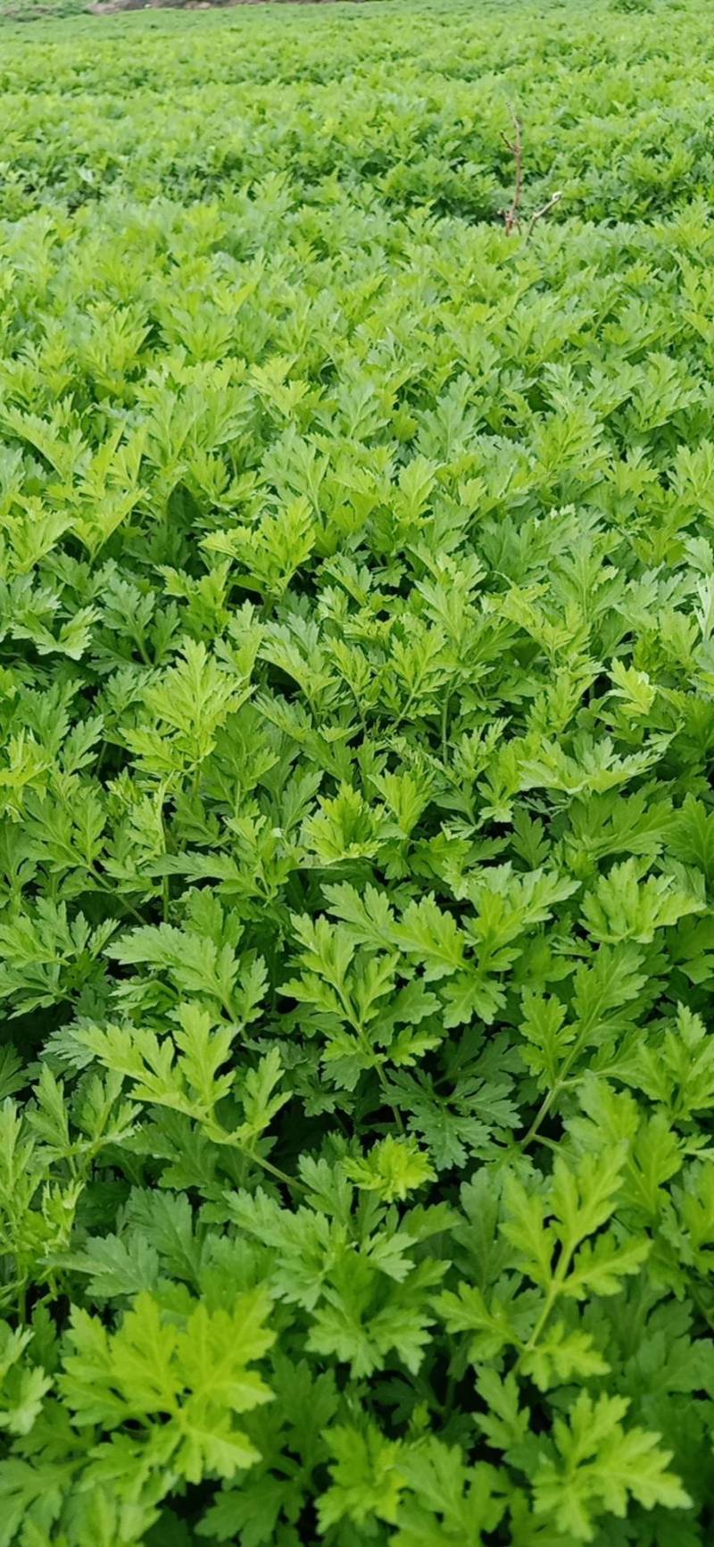 新鲜艾草食用（艾果、艾板、火锅等！）支持一件代发