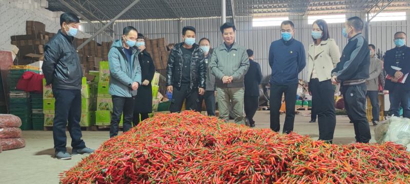 供应广西横县朝天椒小米椒指天椒红辣椒小金椒