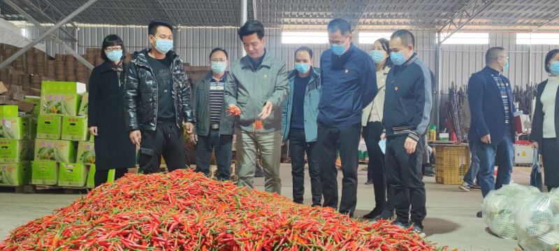 供应广西横县朝天椒小米椒指天椒红辣椒小金椒