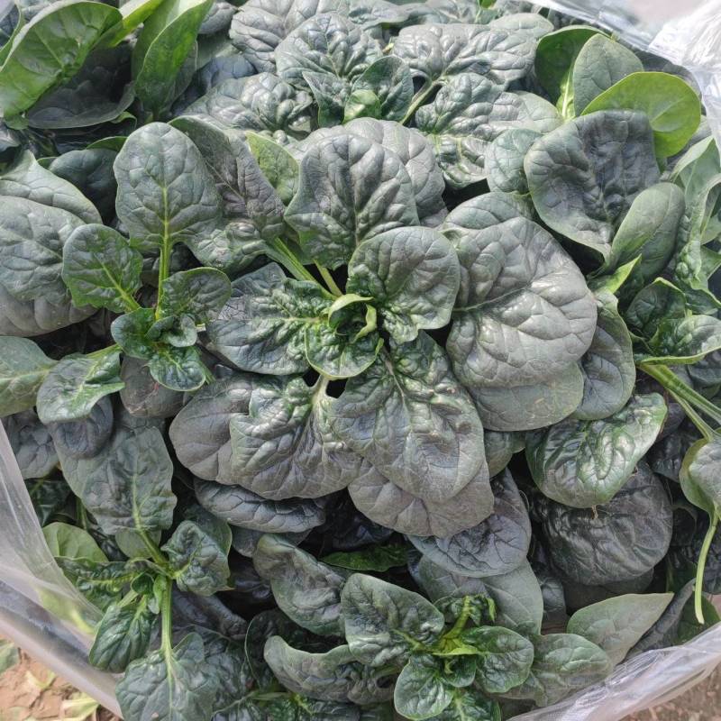 进口精品大叶圆叶短杆趴地菠菜，质量自己看，手工很好
