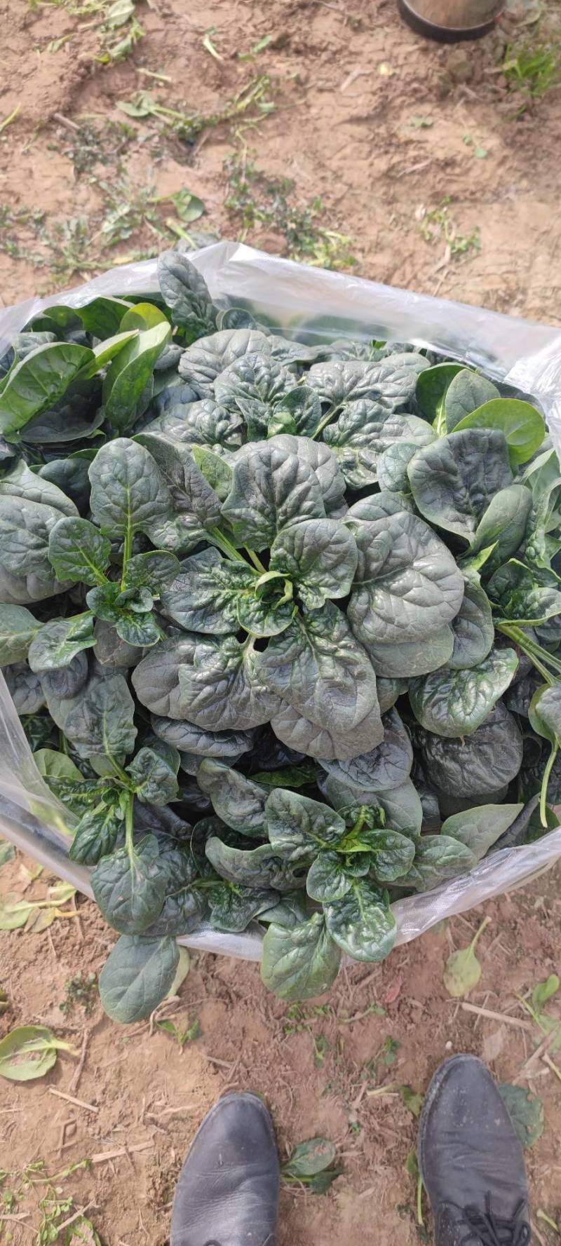 进口精品大叶圆叶短杆趴地菠菜，质量自己看，手工很好