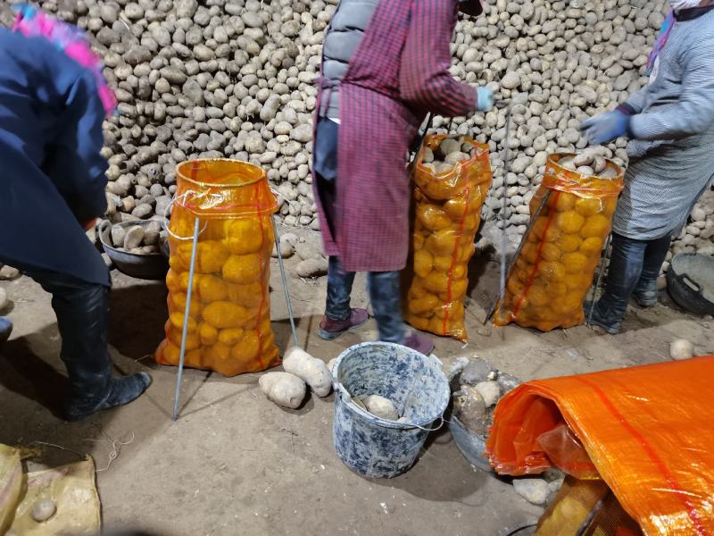 甘肃定西沙面土豆黄心土豆新鲜马铃薯产地直发电联
