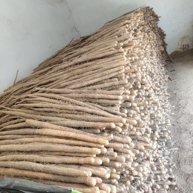 正宗焦作怀庆府，鸡血红铁棍山药，产地直供，大量上市，价格