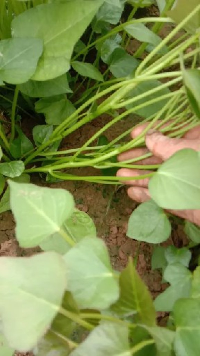 基地直供脱毒大田西瓜红薯苗，商薯19，龙九烟薯，紫罗兰等