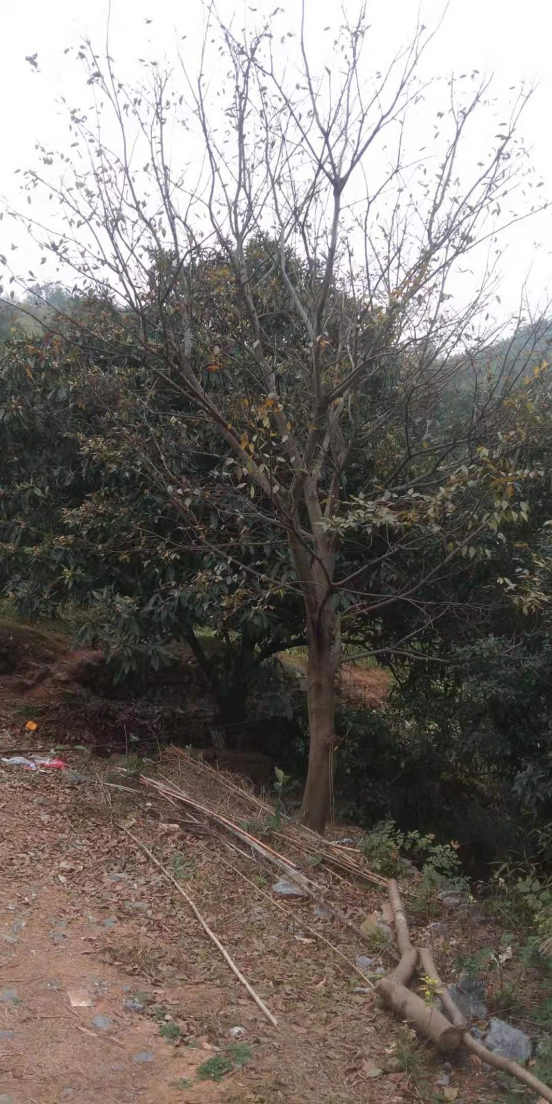 30公分以上的朴树，长期供应，6-8分树型，包上车！