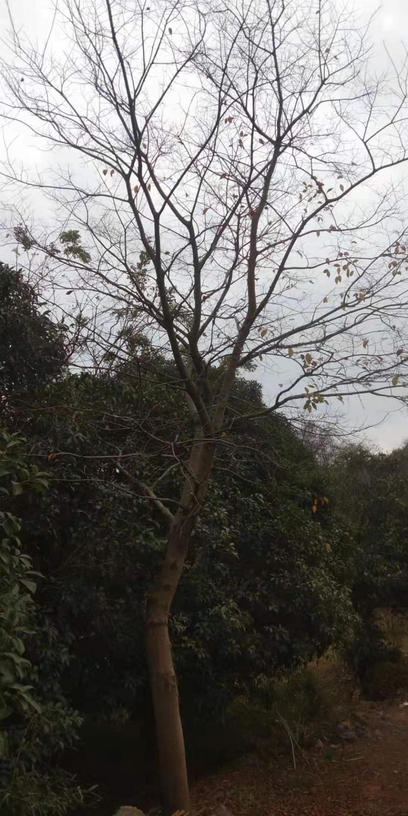 30公分以上的朴树，长期供应，6-8分树型，包上车！