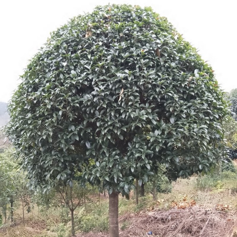 广西桂花树15公分，树型繁多，产地直销，价格实惠。