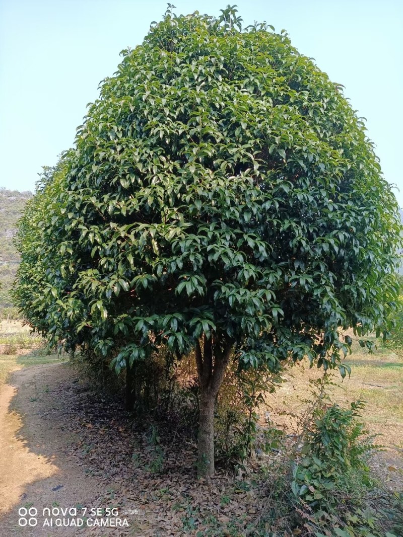 广西桂花树15公分，树型繁多，产地直销，价格实惠。