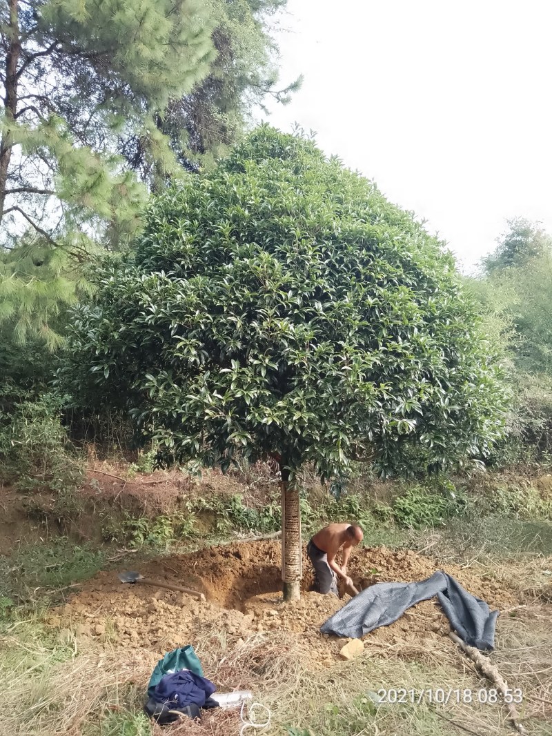 广西桂花树15公分，树型繁多，产地直销，价格实惠。