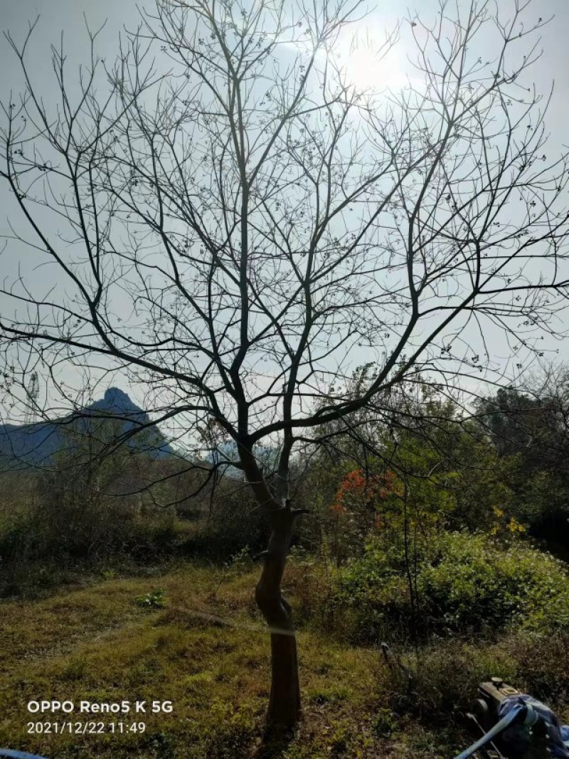 15公分乌桕大量田苗供应，成活率高树型好。价格实惠。