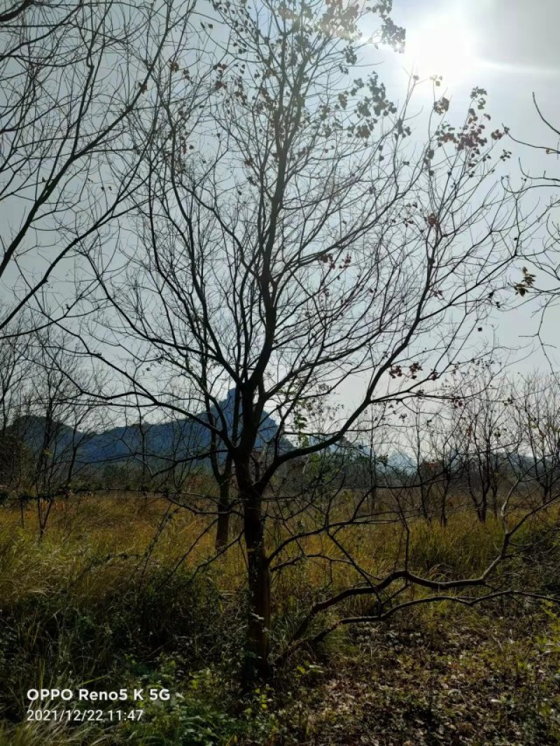 15公分乌桕大量田苗供应，成活率高树型好。价格实惠。
