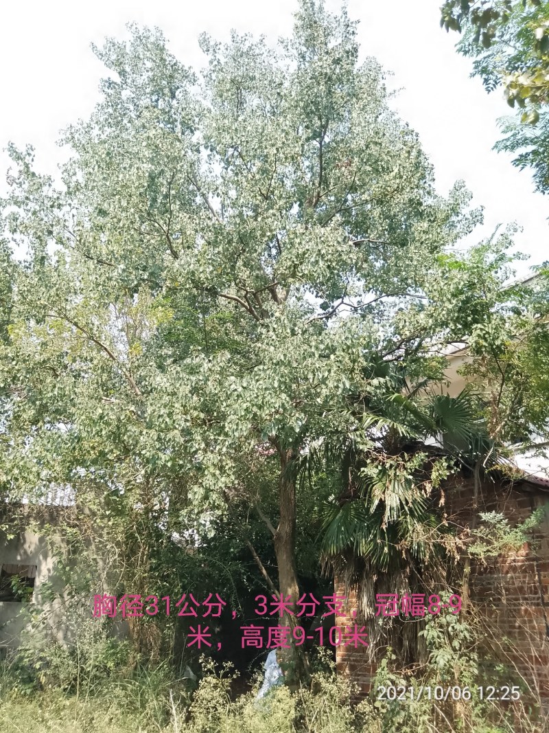 30公分乌桕田苗供应，承接工程苗以及苗圃精品，价格实惠