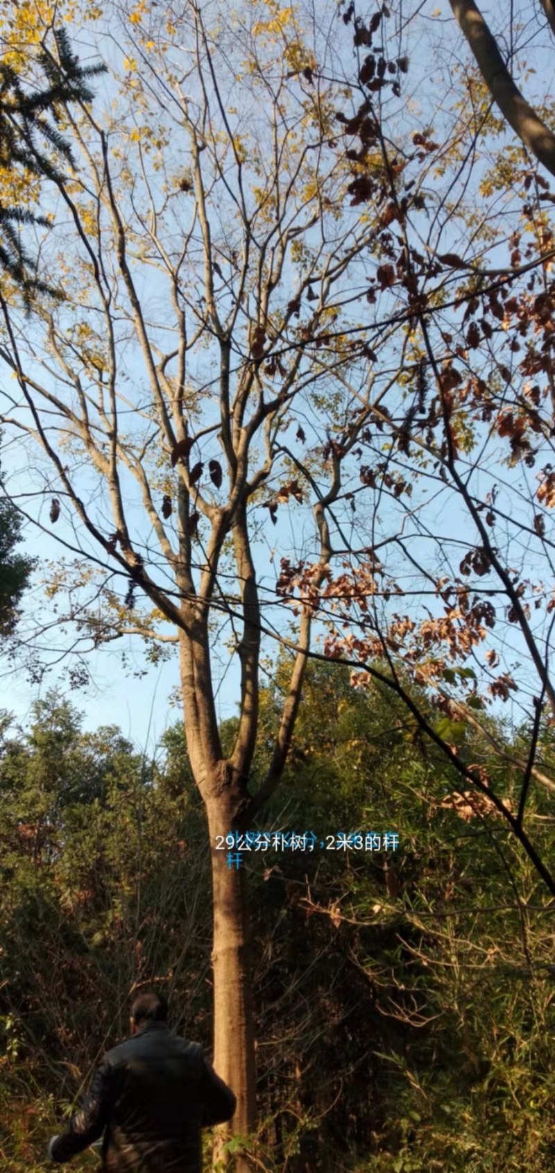 25公分朴树供应，树型繁多，多样性选择！价格实惠。