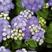 霍香蓟种子蓝花冠藿香蓟花籽盆栽四季播易种景观地被植物花