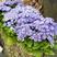 霍香蓟种子蓝花冠藿香蓟花籽盆栽四季播易种景观地被植物花