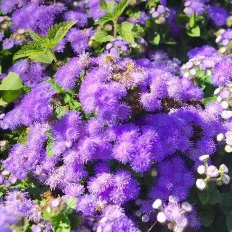 霍香蓟种子蓝花冠藿香蓟花籽盆栽四季播易种景观地被植物花