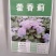 霍香蓟种子蓝花冠藿香蓟花籽盆栽四季播易种景观地被植物花