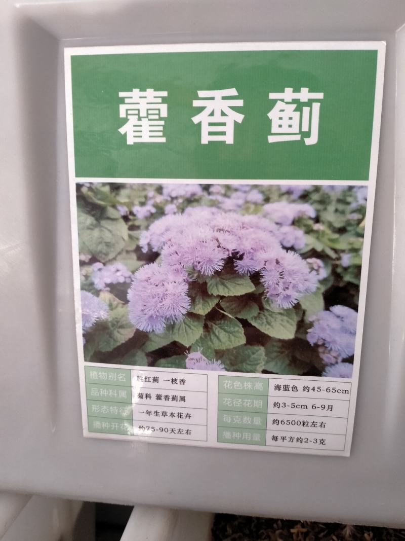 霍香蓟种子蓝花冠藿香蓟花籽盆栽四季播易种景观地被植物花