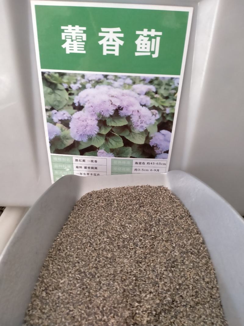 霍香蓟种子蓝花冠藿香蓟花籽盆栽四季播易种景观地被植物花