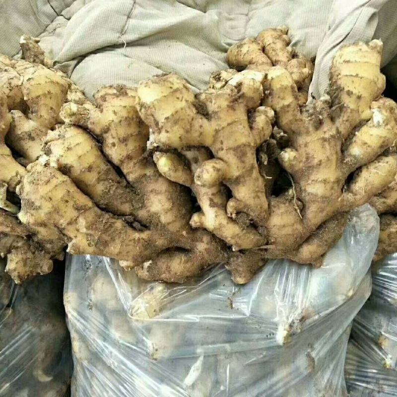 山东优质大块面姜小黄姜产地直销一手货源