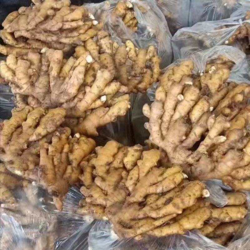 山东优质大块面姜小黄姜产地直销一手货源