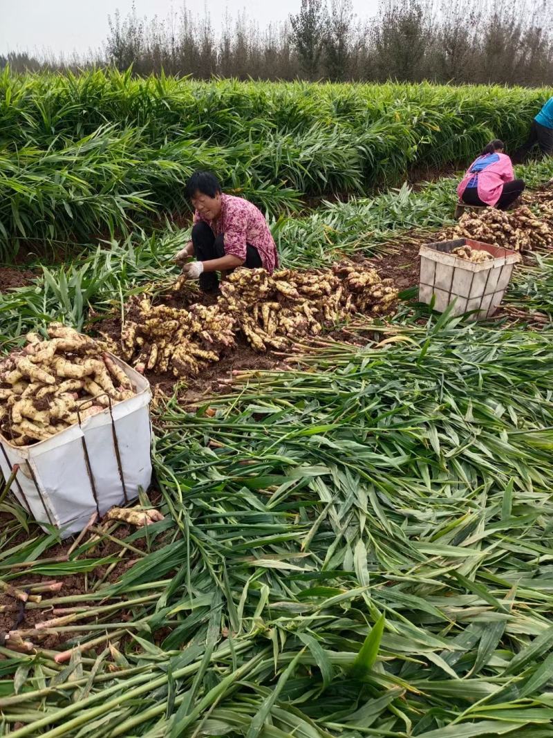 山东优质大块面姜小黄姜产地直销一手货源