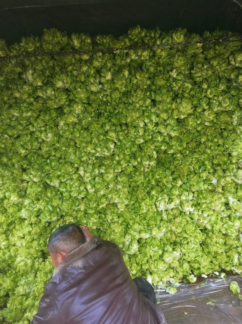 儿儿菜现在已经上市了哦！欢迎各位新老客户前来选购