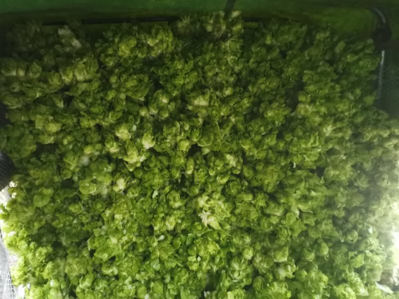 儿儿菜现在已经上市了哦！欢迎各位新老客户前来选购