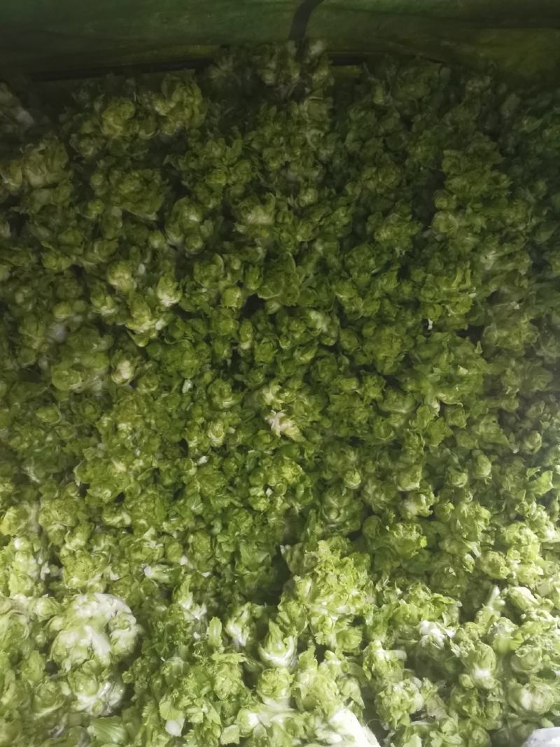 儿儿菜现在已经上市了哦！欢迎各位新老客户前来选购