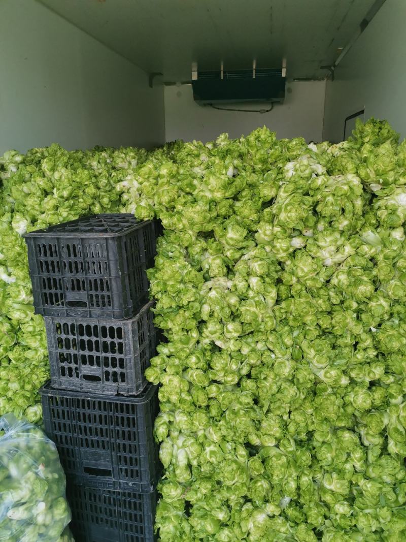 儿儿菜现在已经上市了哦！欢迎各位新老客户前来选购