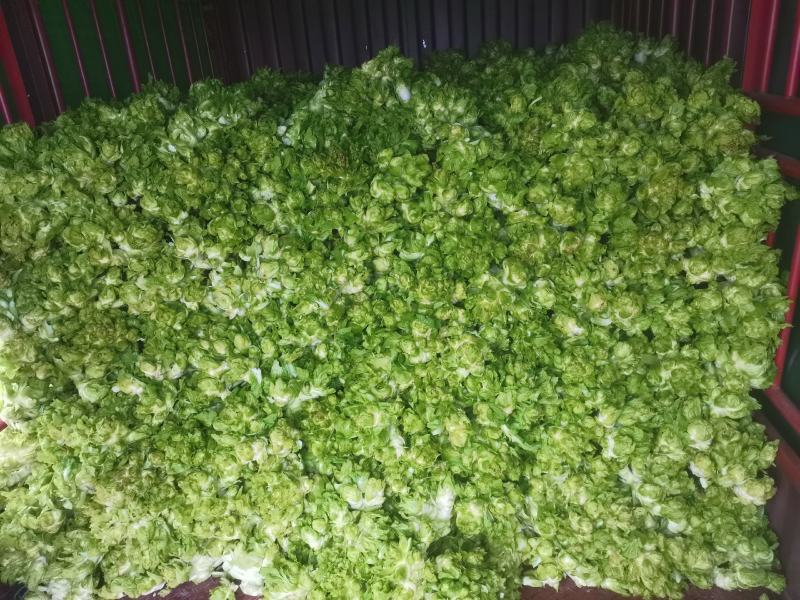 儿儿菜现在已经上市了哦！欢迎各位新老客户前来选购