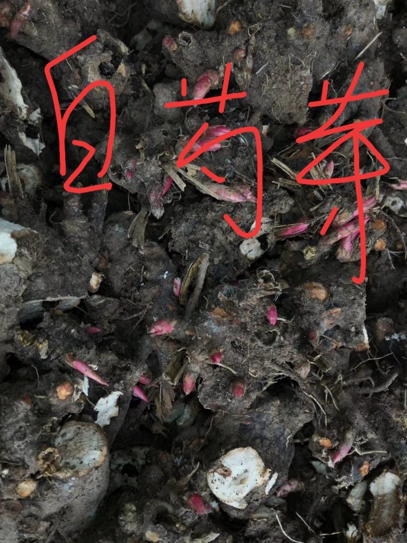 赤芍苗，白芍苗，改良赤芍苗，产量高，成活率高