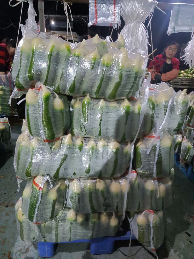 青萝卜湖北天门水果萝卜