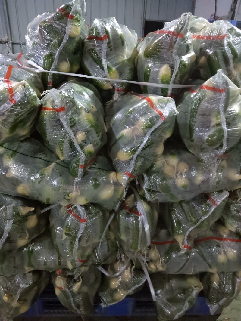 青萝卜湖北天门水果萝卜