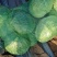 扁包菜新鲜绿色蔬菜产地直供专业加工装车打冷一条龙