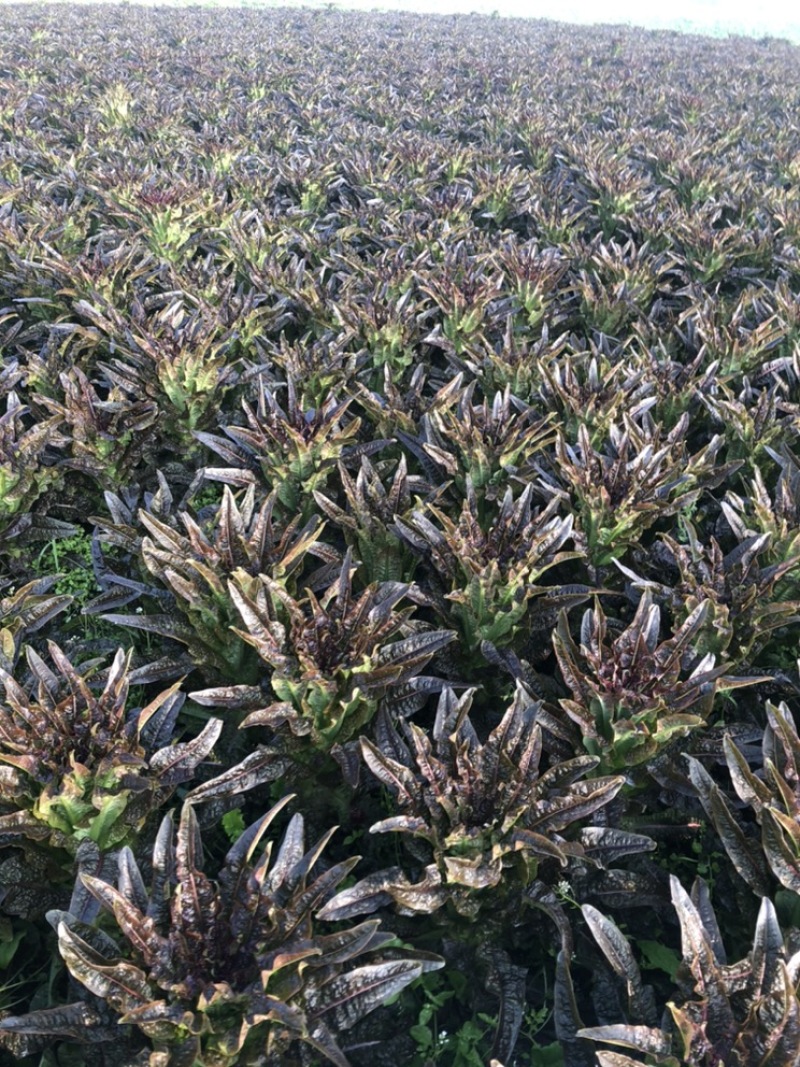 【牛商推荐】精品红尖叶莴笋现货现发诚信专业可视频看货