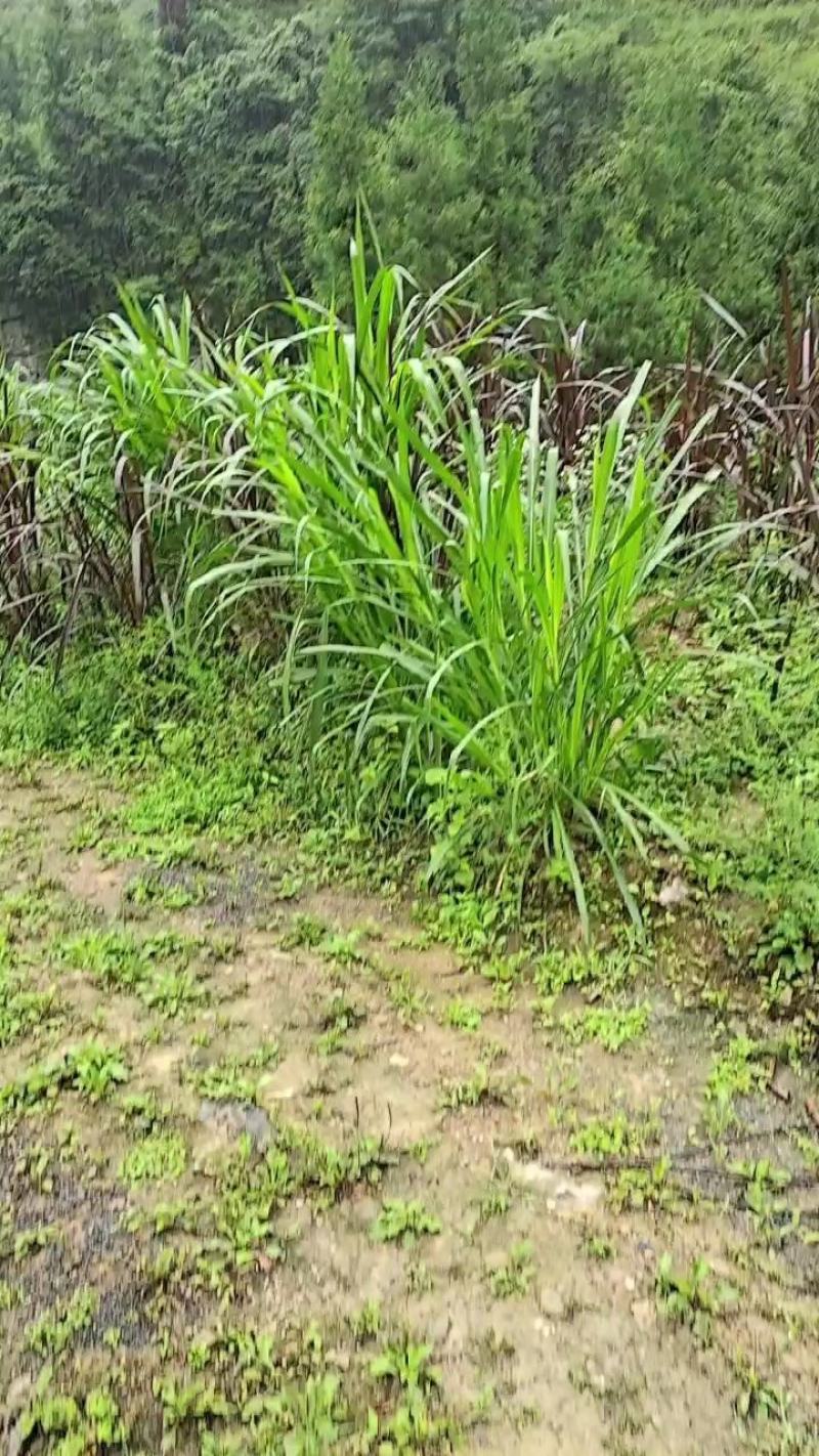 皇竹草。甜象草。巨菌草种节。种苗。老篼基地直发量大从优