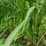 皇竹草。甜象草。巨菌草种节。种苗。老篼基地直发量大从优