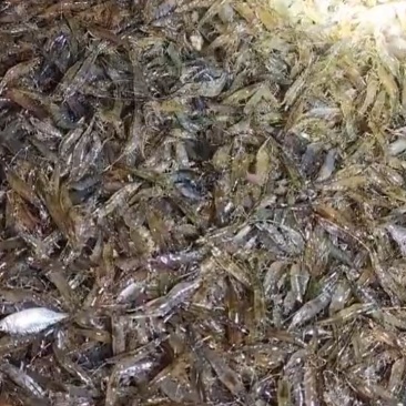 马口鱼开肚小嘴马口