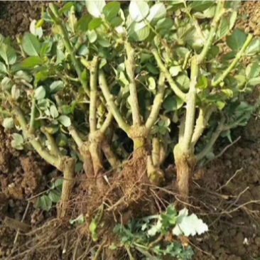 工程玫瑰苗基地直售