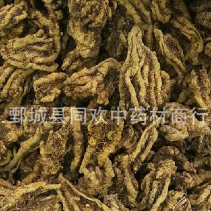 【鸡爪黄连】@【同欢药材】中药材批发供应规格齐全