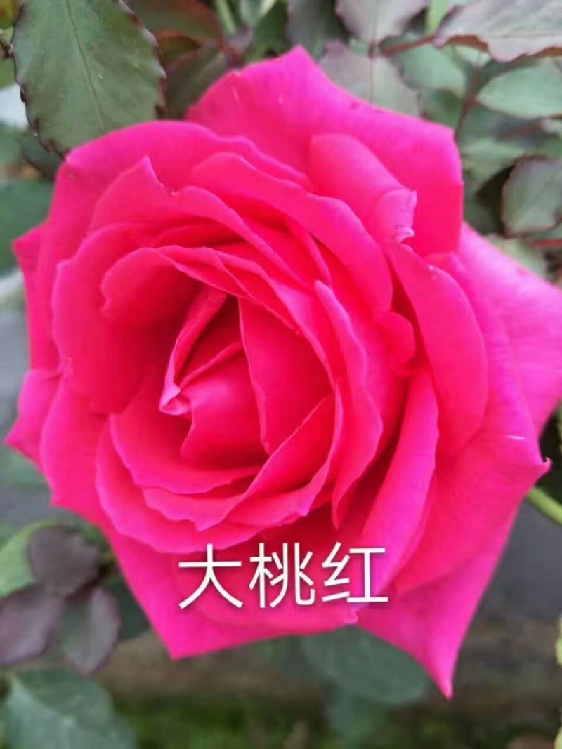 工程玫瑰苗基地直售