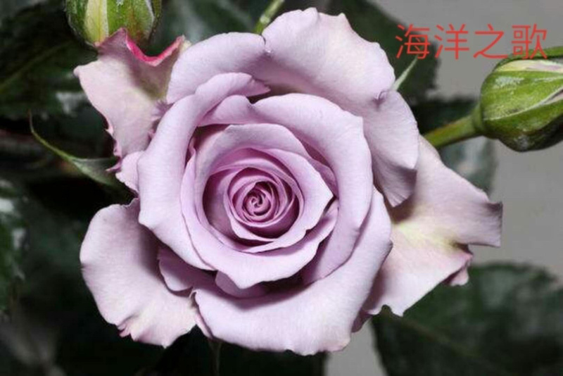 工程玫瑰苗基地直售