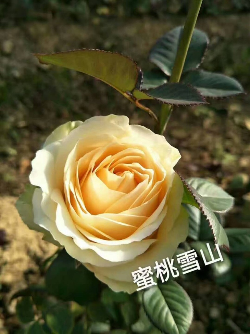 工程玫瑰苗基地直售