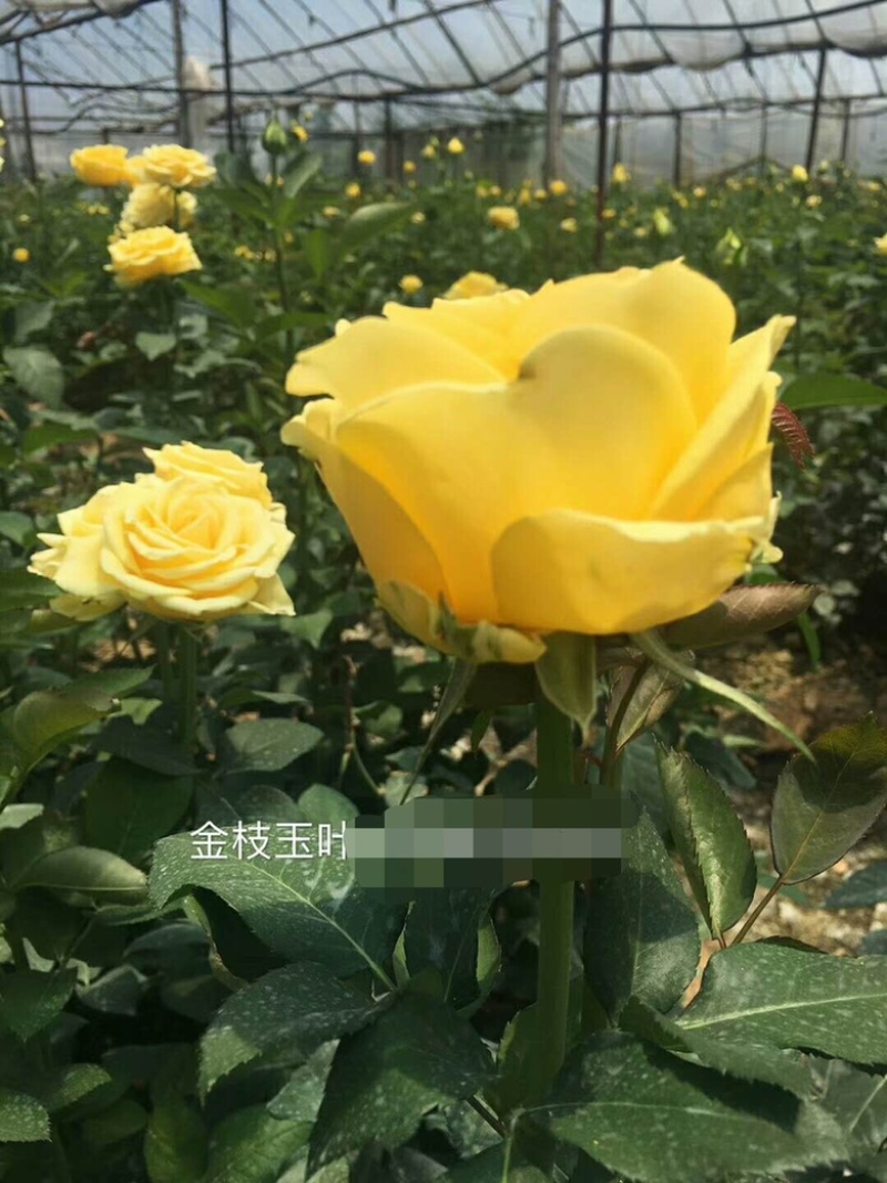 工程玫瑰苗基地直售