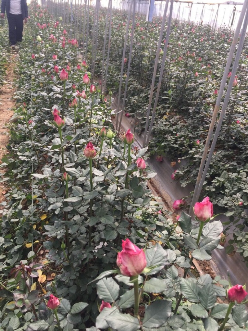 工程玫瑰苗基地直售